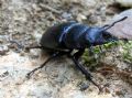 Lucanus tetraodon